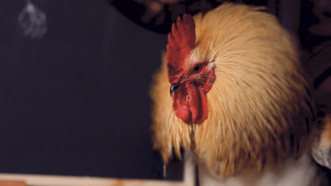 THE ROOSTER MUST DIE Grab 24