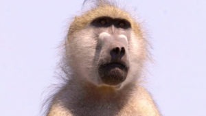 S 1185 VOD365 TVC PlanetKnowledge APP.00 00 02 20.Still001